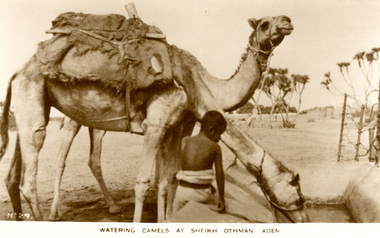 Postcard - Sepia, Watering Camels at Sheikh Othman, Aden, Yemen
