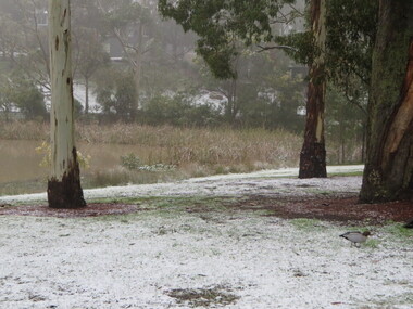 Photograph - Photographs - Colour, Clare Gervasoni, Snow at Federation University Mount Helen Campus, 2014, 01/08/2015
