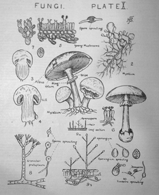 Book, Victoria Education Gazette and Teachers' Aid, 1900-1910, 1900-1910