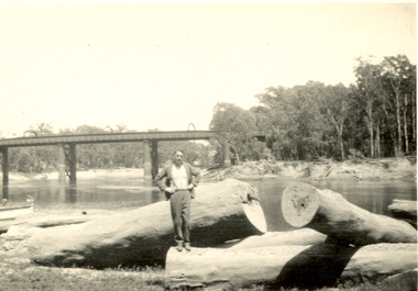 Photograph - Black and White, Frank Wright standing on felled trees, 1940s?