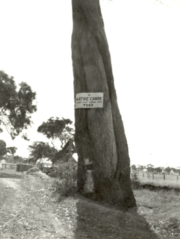 canie tree