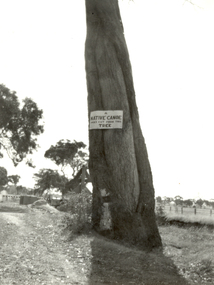 canie tree
