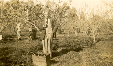Photograph - Black and White, Alan Sonsee in a Tasmanian Orchard, c1956