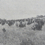 Senior Pupils at Work on the Macarthur Street School's Plantation, Ballarat