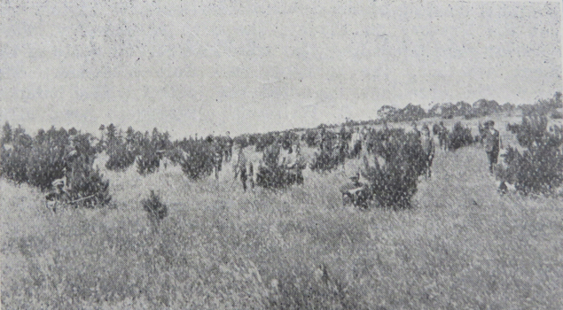 Senior Pupils at Work on the Macarthur Street School's Plantation, Ballarat