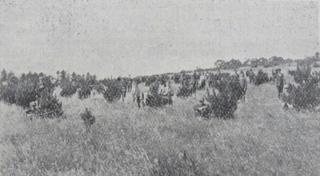 Senior Pupils at Work on the Macarthur Street School's Plantation, Ballarat
