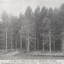 A Stand of Corsican Pines at Creswick, Victoria
