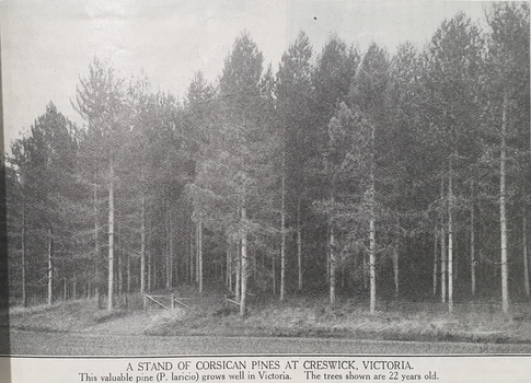 A Stand of Corsican Pines at Creswick, Victoria