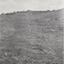 Ballarat High School Pine Plantation, Vale Park