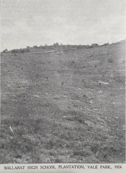 Ballarat High School Pine Plantation, Vale Park