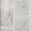 Illustrations of Eucalyptus