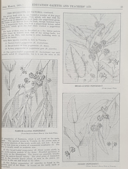 Illustrations of Eucalyptus