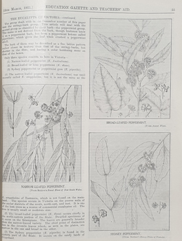 Illustrations of Eucalyptus