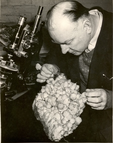 Photograph - Black and White Photograph, Harold Yates with Quartz Crystals