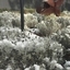 Snow at Mt Helen, with the Blizzard sculpture featuring