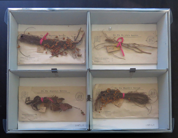 Four botanical speciments an envelopes