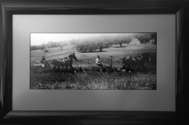 Photograph - Black and White, Harvest Time, Nunn's Property - Chepstowe, 1945, 1945