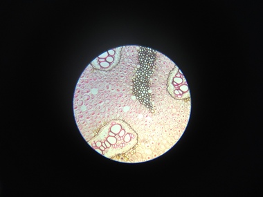 Scientific Object, Norman H. Seward, Botanical Microscope Slides, c1950s