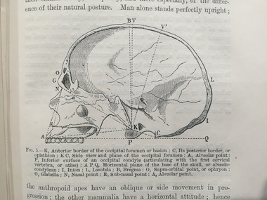 Book, Paul Topinard, Anthropology, 1878, 1878