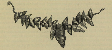 Image, Necklace of Shells, 1878