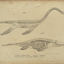 Skeletal images