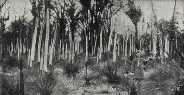 Photograph, Giant Grass Trees at Mount Clear, c1923