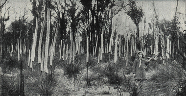 Photograph, Giant Grass Trees at Mount Clear, c1923, c1923
