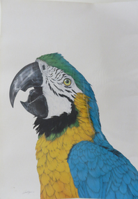 Laminated Photograph - Colour, Blue Macaw Parrot, 1985