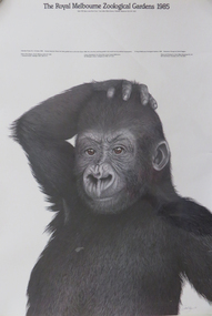 Photograph - Colour, The Royal Melbourne Zoological Gardens 1985: Mzuri the baby gorilla, 1985