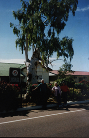 Photograph - Colour, Barcaldine Tree of Knowledge, 1998, 07/1998