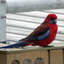 A red and blue bird