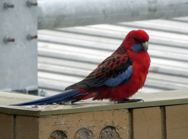 A red and blue bird
