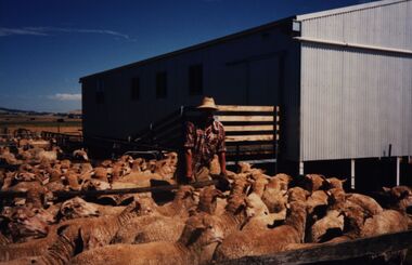 Photograph - Colour, Chatham-Holmes Collection:Shearing time at "Launchley", c1988