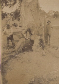 Photograph - Sepia, Chatham-Holmes Collection: Tree Felling