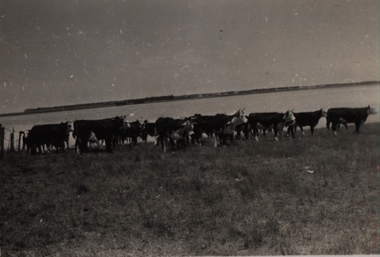 Photograph - Photographs - black and white, Farm Stock at  "Launchley Park", Derrinallum, c1970