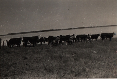 Photograph - Photographs - black and white, Farm Stock at  "Launchley Park", Derrinallum, c1970