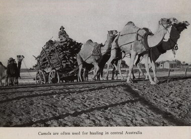 Image, Central Australian Camel Train, c1939