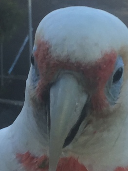 bird