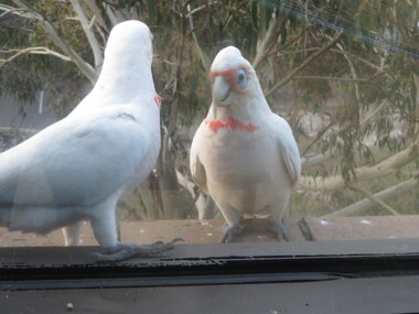 Photograph - Colour, Corellas visit the Geoffrey Blainey Research Centre, 2019, 16/05/2019