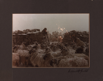 Booklet, Richard H. Fawcett, [Sheep]