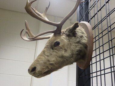Object, Mounted Caribou (Rangifer tarandus)