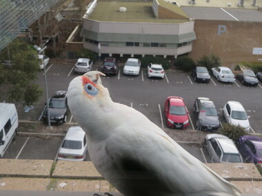 Photograph - Colour, Corellas visit the Geoffrey Blainey Research Centre, 2016, 11/08/2016
