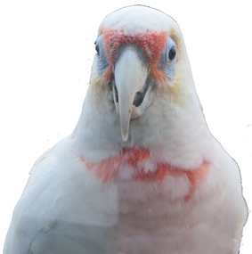 Photograph - Colour, Corellas visit the Geoffrey Blainey Research Centre, 2016, 31/08/2016
