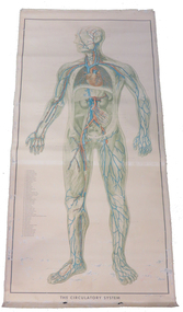 Print - Chart, The Circulatory System, 1952