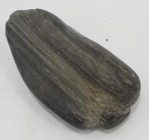 Geological specimen - Rocks, Petrified Wood, New South Wales