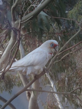 White bird with blue eyes