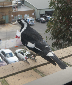 Black and white bird on a window ledge