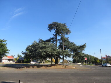Photograph, Atlantic Cedar in South Street, Ballarat, 13/04/2020