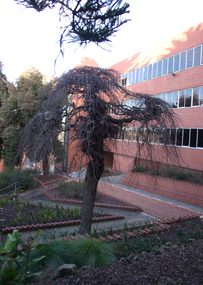 Garden at the Ballarat School of Mines