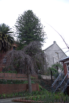 Trees in the Ballarat School of Mines Gardens